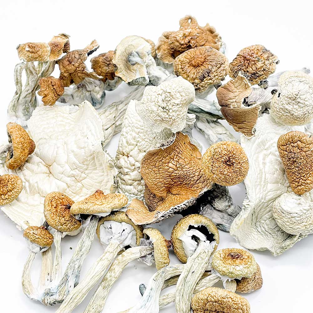 Buyshroomscanada.ca